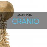 anatomia cranio