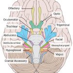 nervos cranianos