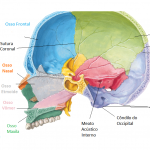 ossocranio1