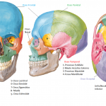 ossoscranio