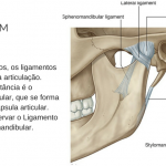 ligamentos ATM