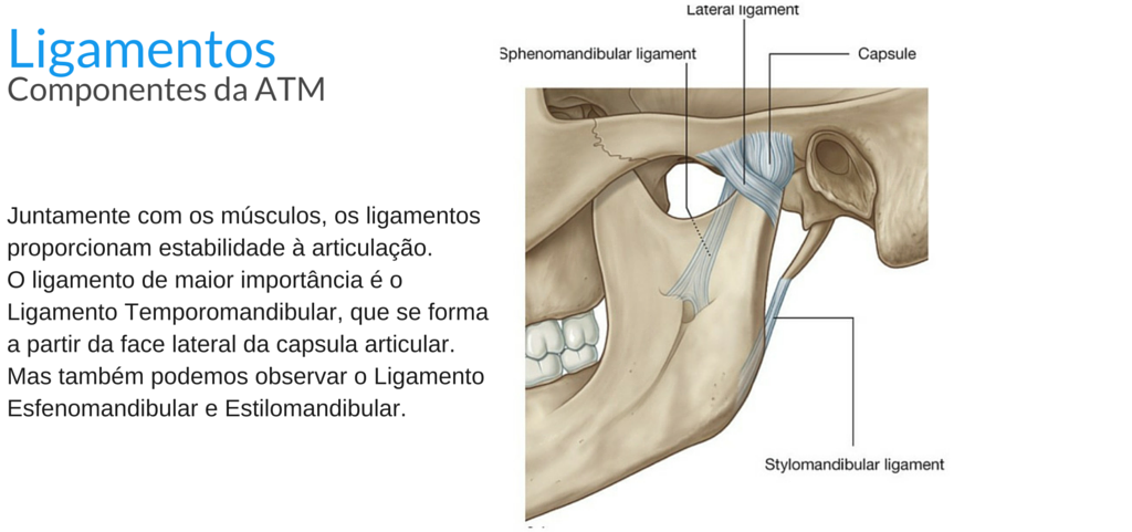 Articulação Temporomandibular: Função e Disfunção