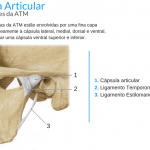 capsula articular