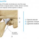 capsla articular