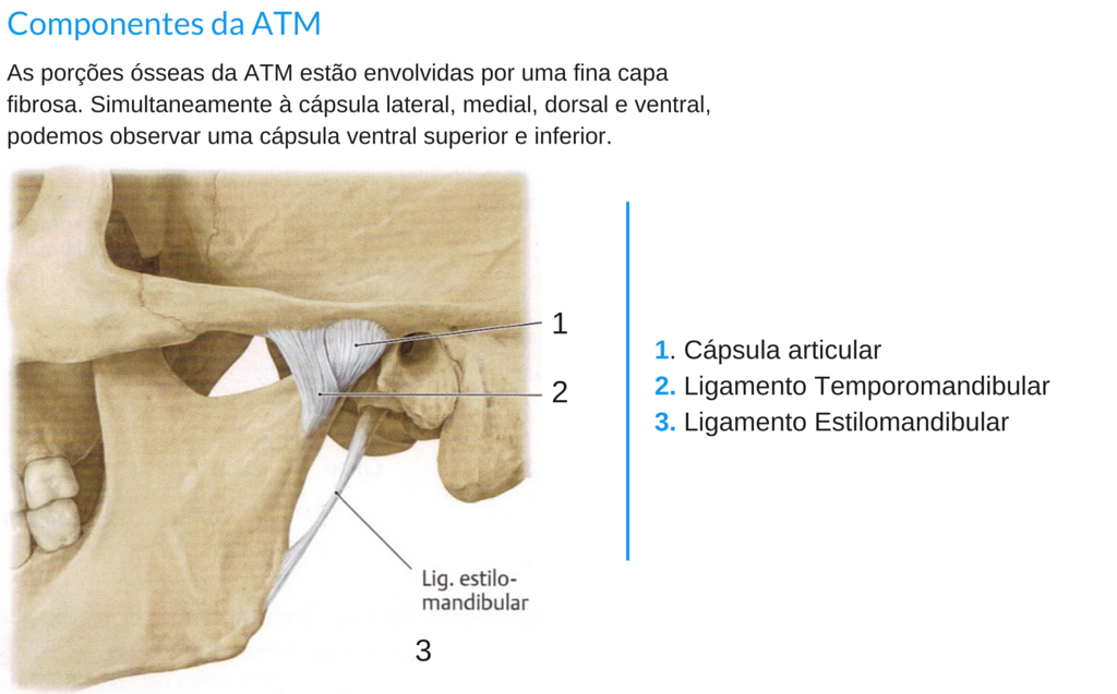 capsla articular