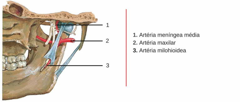 ATM – Articulação Temporomandibular – OdontoUp