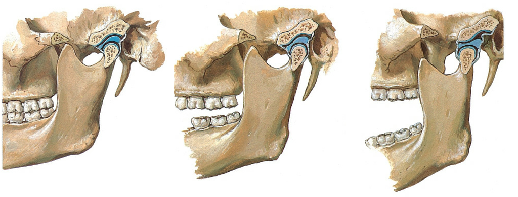 Mandíbula e Articulação Temporomandibular