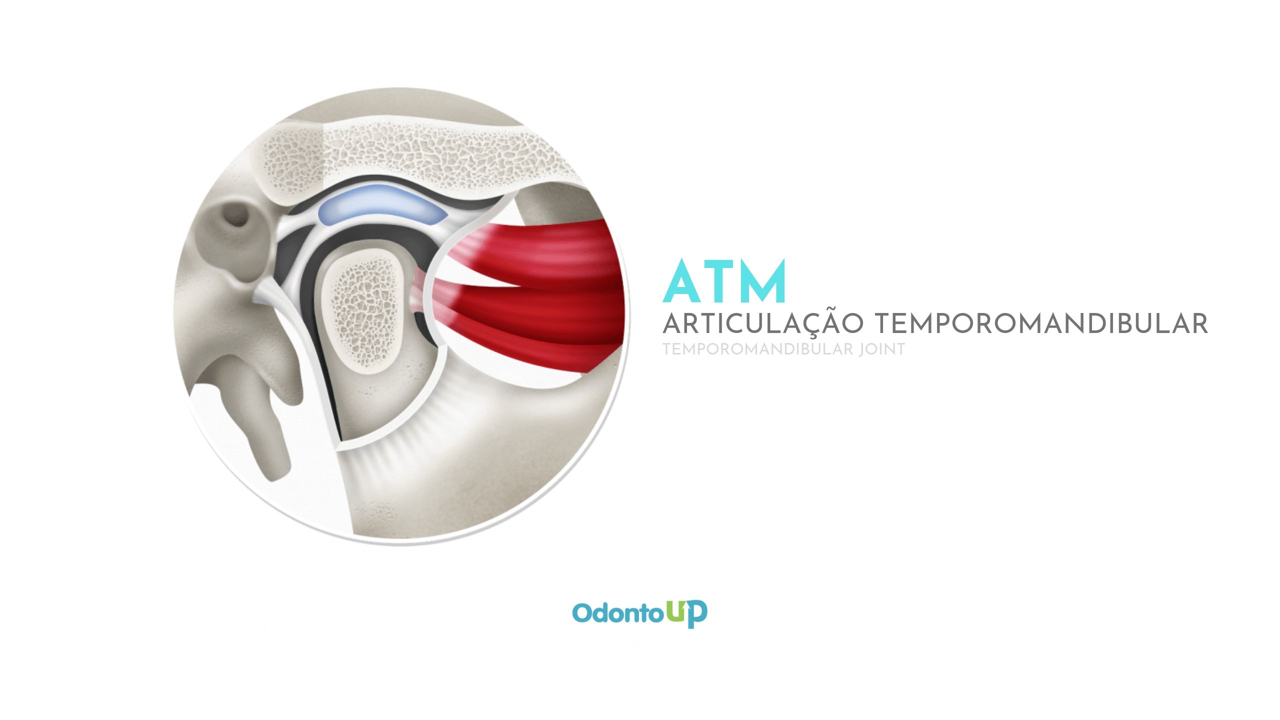 Clínica Statto - A Articulação Temporomandibular (ATM) funciona