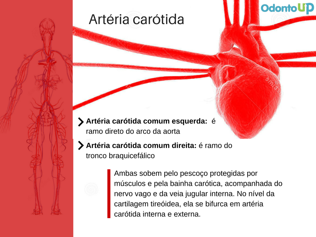 arteria carótida
