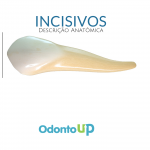 anatomia dental incisivos