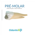 anatomia dental pre_molar (3)