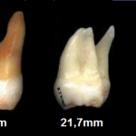 2 molar comprimento