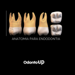 anatomia endodontia molar