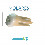 anatomia dental molar