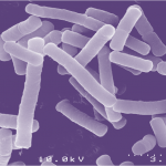 lactobacillus1