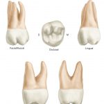 maxillary second molar