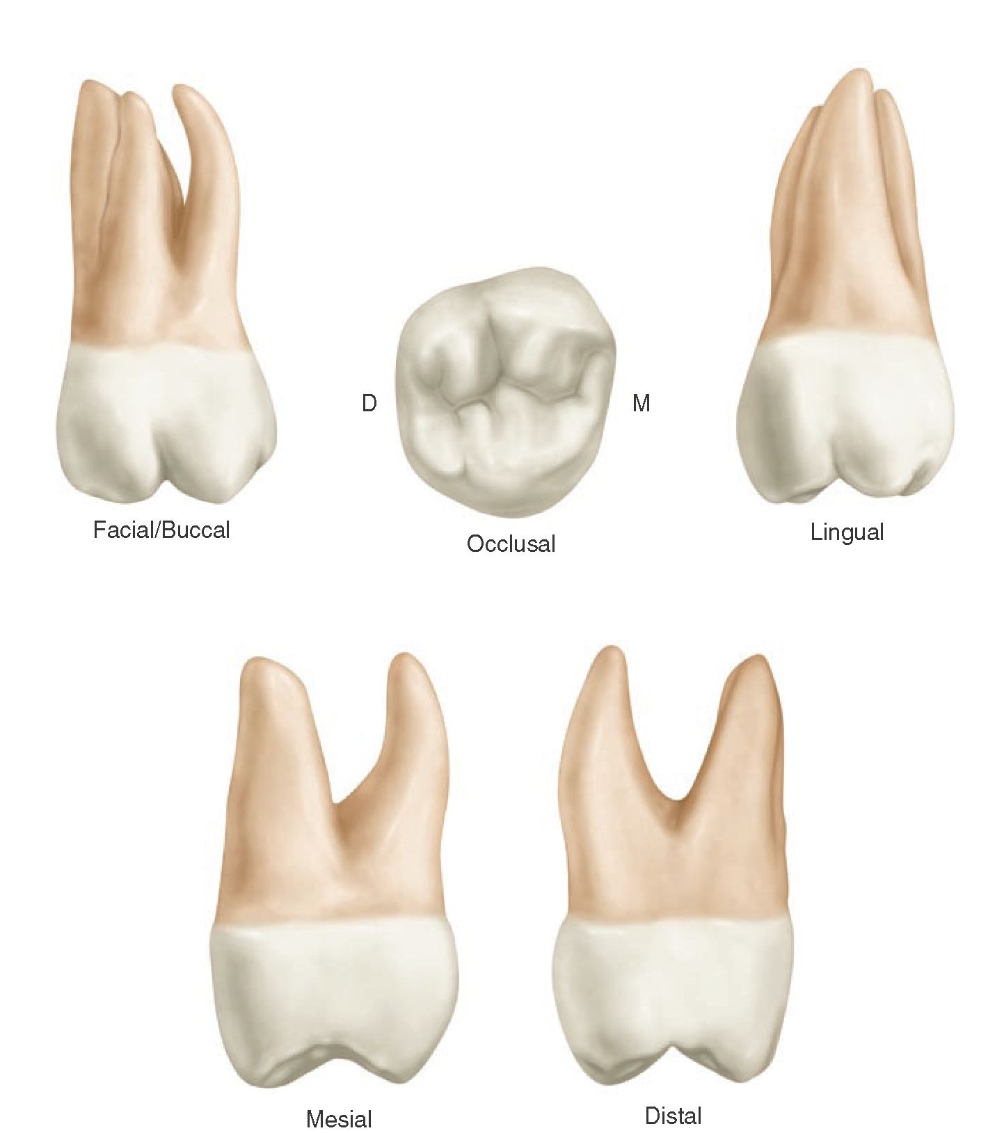 maxillary second molar