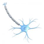 neuronio1