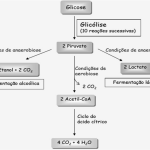 bioenergetica1