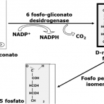 bioenergetica2