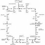 bioenergetica3