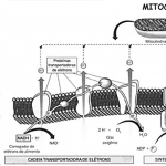 bioenergetica4