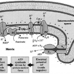 bioenergetica5