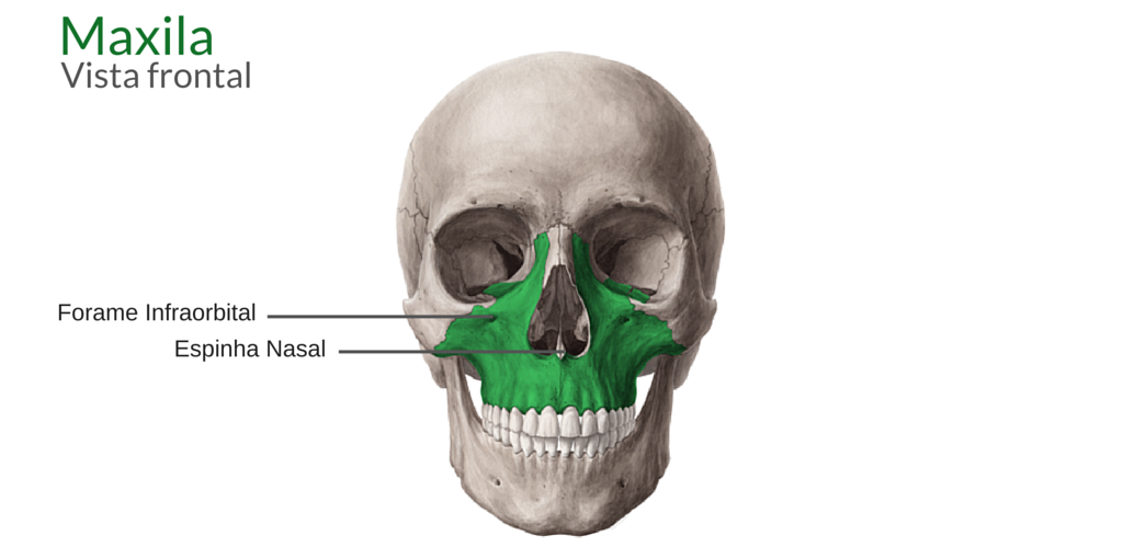 Anatomia da Maxila – Odonto Up