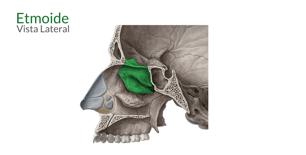 viscerocranio-zigomatico-maxila-mandibula-palatino-nasal-vômer