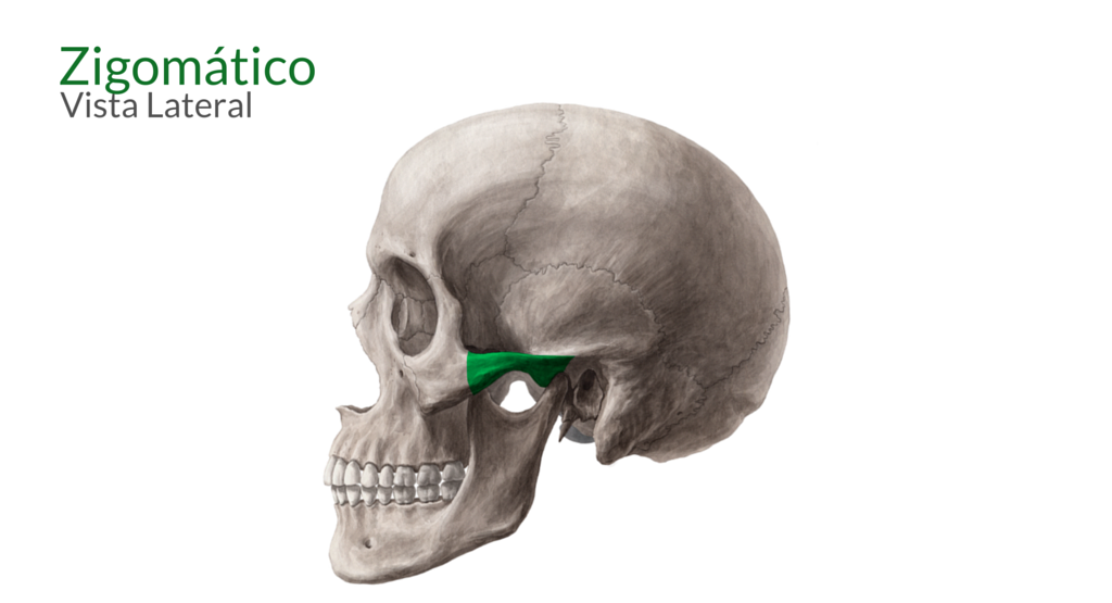 Anatomia da Maxila – Odonto Up