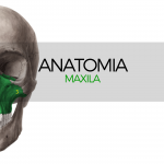 ANATOMIA MAXILA