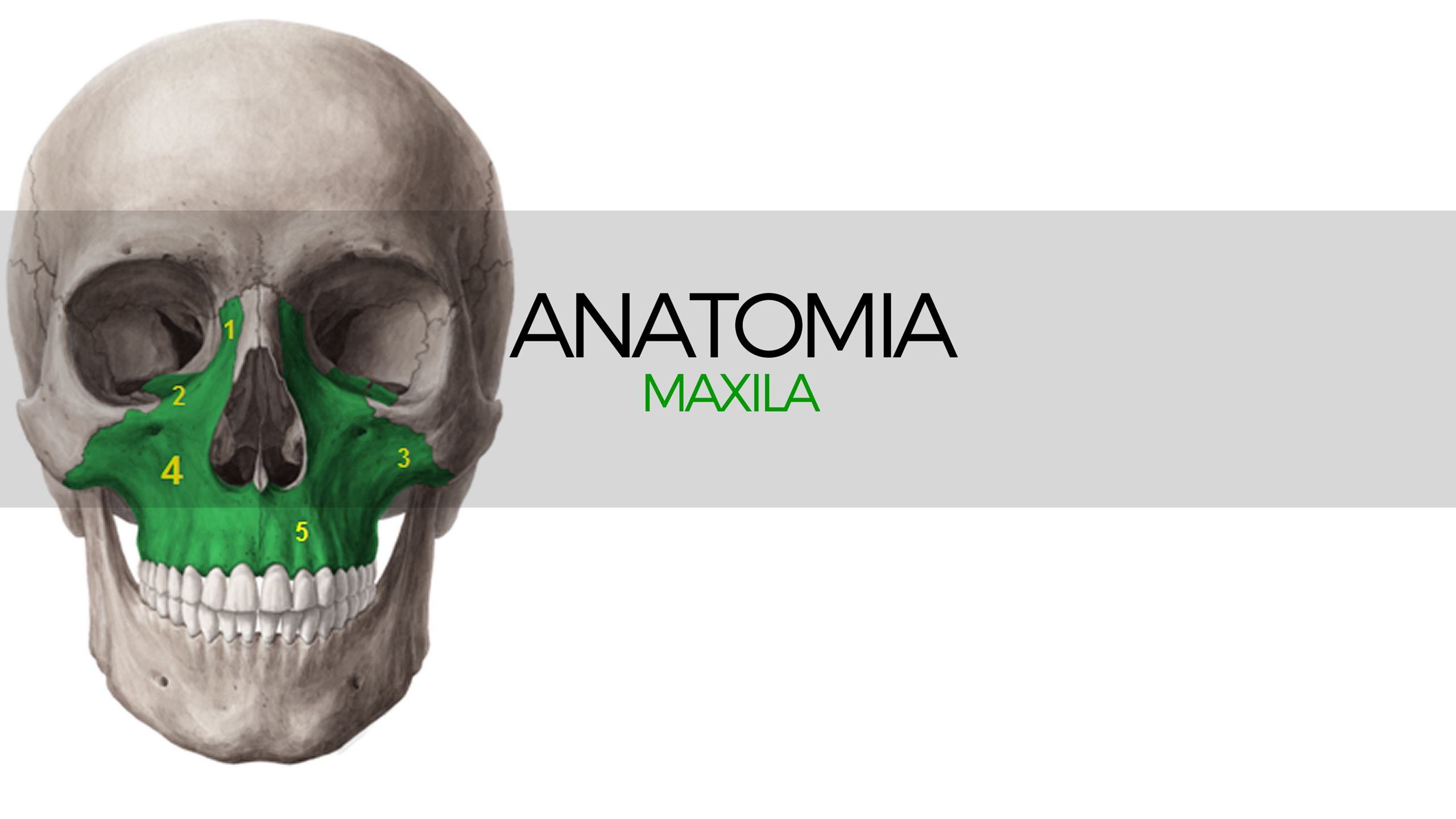 Dr José Antônio de Carvalho Soares - 🌐Importantíssimo osso do corpo  humano, o maxilar (mandíbula) precisa ser estudado com atenção anatomia.  🌐O que é o maxilar (mandíbula)? 🌐Também chamado de maxila ou