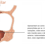 seio maxilar