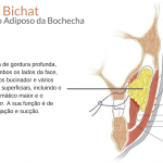 bola de bichat