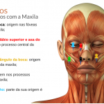 musculos relacionados maxila