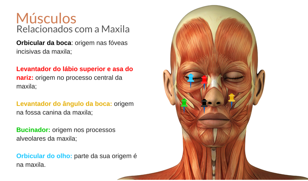 Maxilar Odonto Belém - São a má formação dos ossos que compõe o