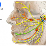 nervo facial