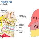 nervo trigemeo