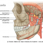 irrigacao maxila