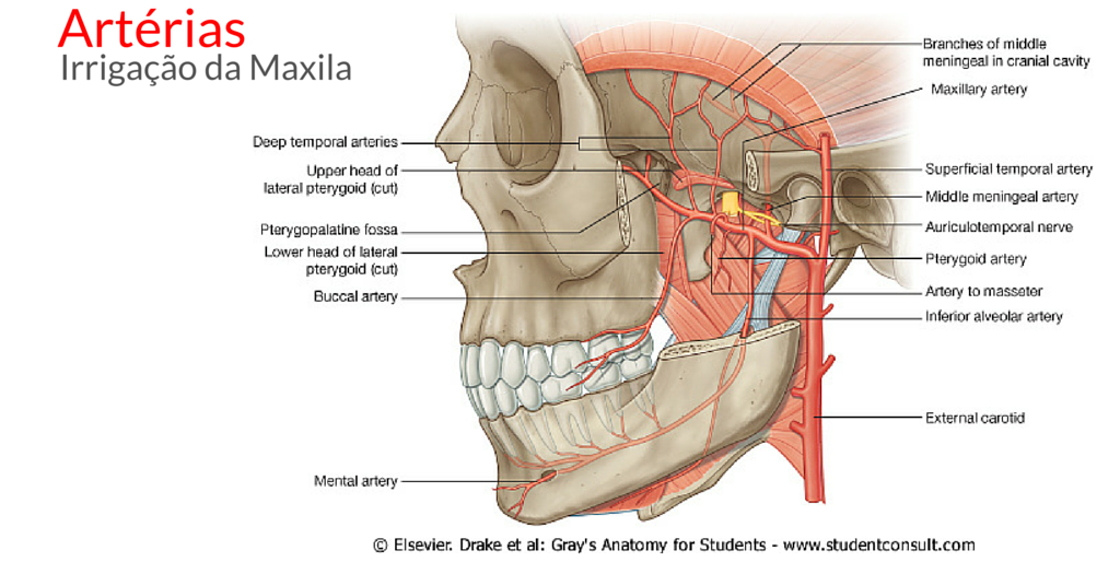 Anatomia óssea (mandíbula e maxila)