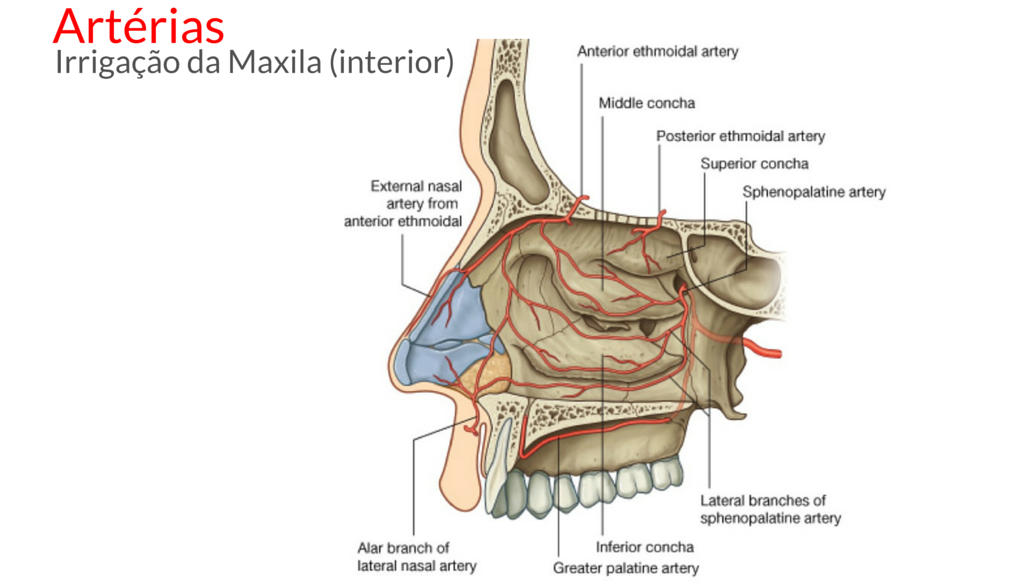 Anatomia da Maxila – Odonto Up