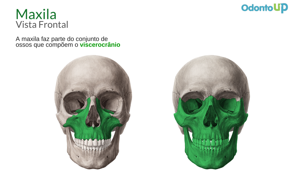 Distribuição dos tipos ósseos encontrados na maxila e na mandíbula