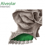 processo alveolar  maxila