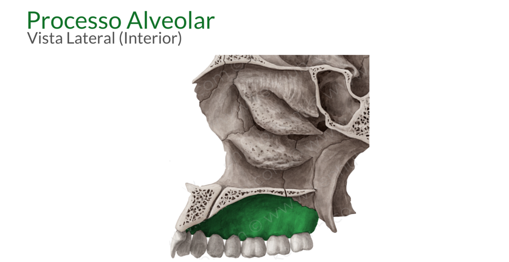 processo alveolar maxila