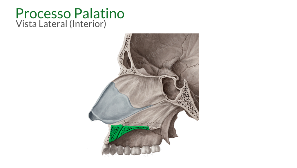 Anatomia da Maxila – Odonto Up