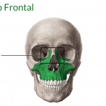 processo frontal maxila