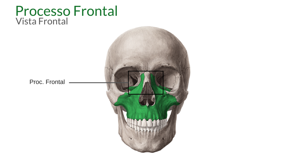 processo frontal maxila 
