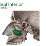 concha nasal inferior