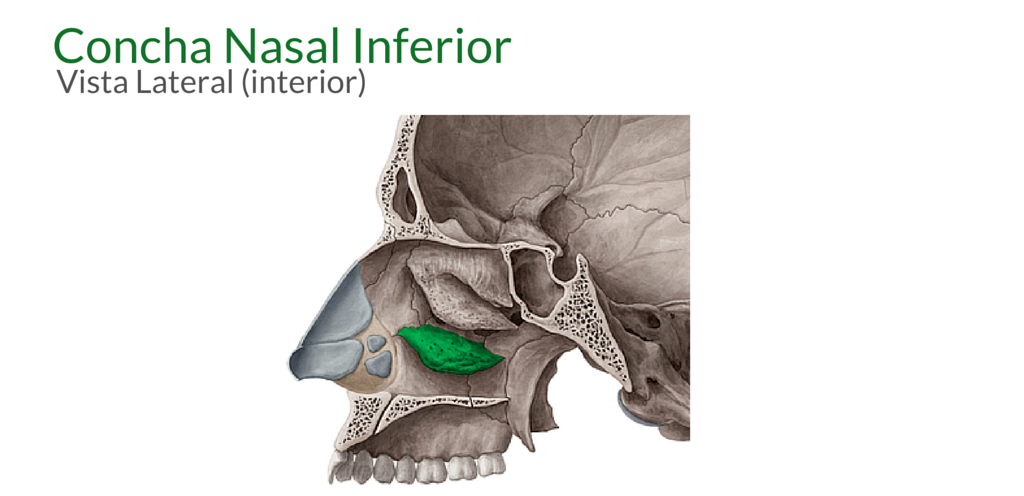concha nasal inferior