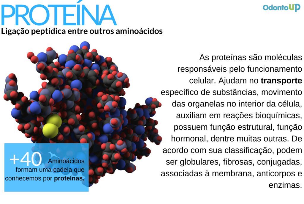 Aminoacidos O Que Sao Classificacao Funcao Proteinas Images 4445
